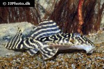 hypancistrus debilittera hypancistrus debilittera