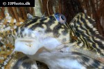 hypancistrus debilittera hypancistrus debilittera