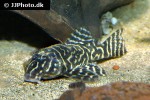 hypancistrus debilittera hypancistrus debilittera