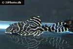 hypancistrus debilittera hypancistrus debilittera