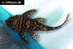 hypancistrus debilittera hypancistrus debilittera