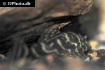 hypancistrus debilittera hypancistrus debilittera