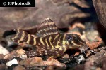 hypancistrus debilittera hypancistrus debilittera