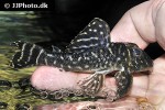 hypancistrus debilittera hypancistrus debilittera
