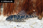 hypancistrus debilittera hypancistrus debilittera