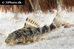 hypancistrus debilittera hypancistrus debilittera