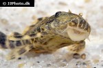 hypancistrus debilittera hypancistrus debilittera