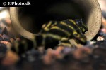 hypancistrus furunculus hypancistrus furunculus