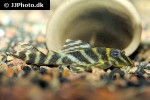 hypancistrus furunculus hypancistrus furunculus