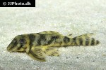 hypancistrus furunculus hypancistrus furunculus