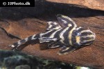 hypancistrus furunculus hypancistrus furunculus