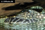 hypancistrus furunculus hypancistrus furunculus