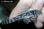 hypancistrus furunculus hypancistrus furunculus
