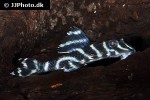 hypancistrus furunculus hypancistrus furunculus