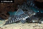 hypancistrus furunculus hypancistrus furunculus