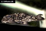 hypancistrus inspector hypancistrus inspector