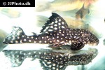 hypancistrus inspector hypancistrus inspector