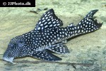 hypancistrus inspector hypancistrus inspector