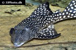 hypancistrus inspector hypancistrus inspector