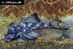 hypancistrus inspector hypancistrus inspector