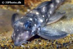 hypancistrus inspector hypancistrus inspector