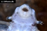 hypancistrus inspector hypancistrus inspector