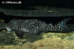 hypancistrus inspector hypancistrus inspector