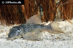 hypancistrus margaritatus hypancistrus margaritatus