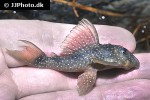 hypancistrus margaritatus hypancistrus margaritatus
