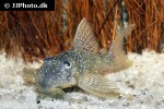 hypancistrus margaritatus hypancistrus margaritatus