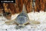 hypancistrus margaritatus hypancistrus margaritatus