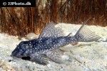 hypancistrus margaritatus hypancistrus margaritatus