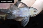 hypancistrus margaritatus hypancistrus margaritatus