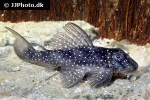 hypancistrus margaritatus hypancistrus margaritatus