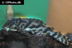hypancistrus parkateje hypancistrus parkateje