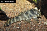 hypancistrus parkateje hypancistrus parkateje
