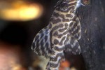 hypancistrus seideli hypancistrus seideli