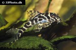 hypancistrus seideli hypancistrus seideli