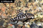 hypancistrus seideli hypancistrus seideli