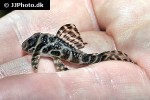 hypancistrus seideli hypancistrus seideli