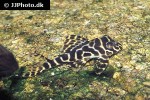 hypancistrus seideli hypancistrus seideli