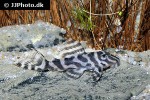 hypancistrus seideli hypancistrus seideli