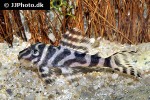 hypancistrus seideli hypancistrus seideli