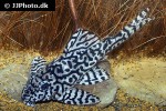 hypancistrus seideli hypancistrus seideli