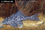 hypancistrus seideli hypancistrus seideli