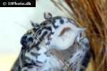 hypancistrus seideli hypancistrus seideli
