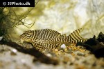 hypancistrus seideli hypancistrus seideli