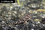 hypancistrus seideli hypancistrus seideli