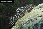 hypancistrus seideli hypancistrus seideli