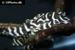 hypancistrus seideli hypancistrus seideli
